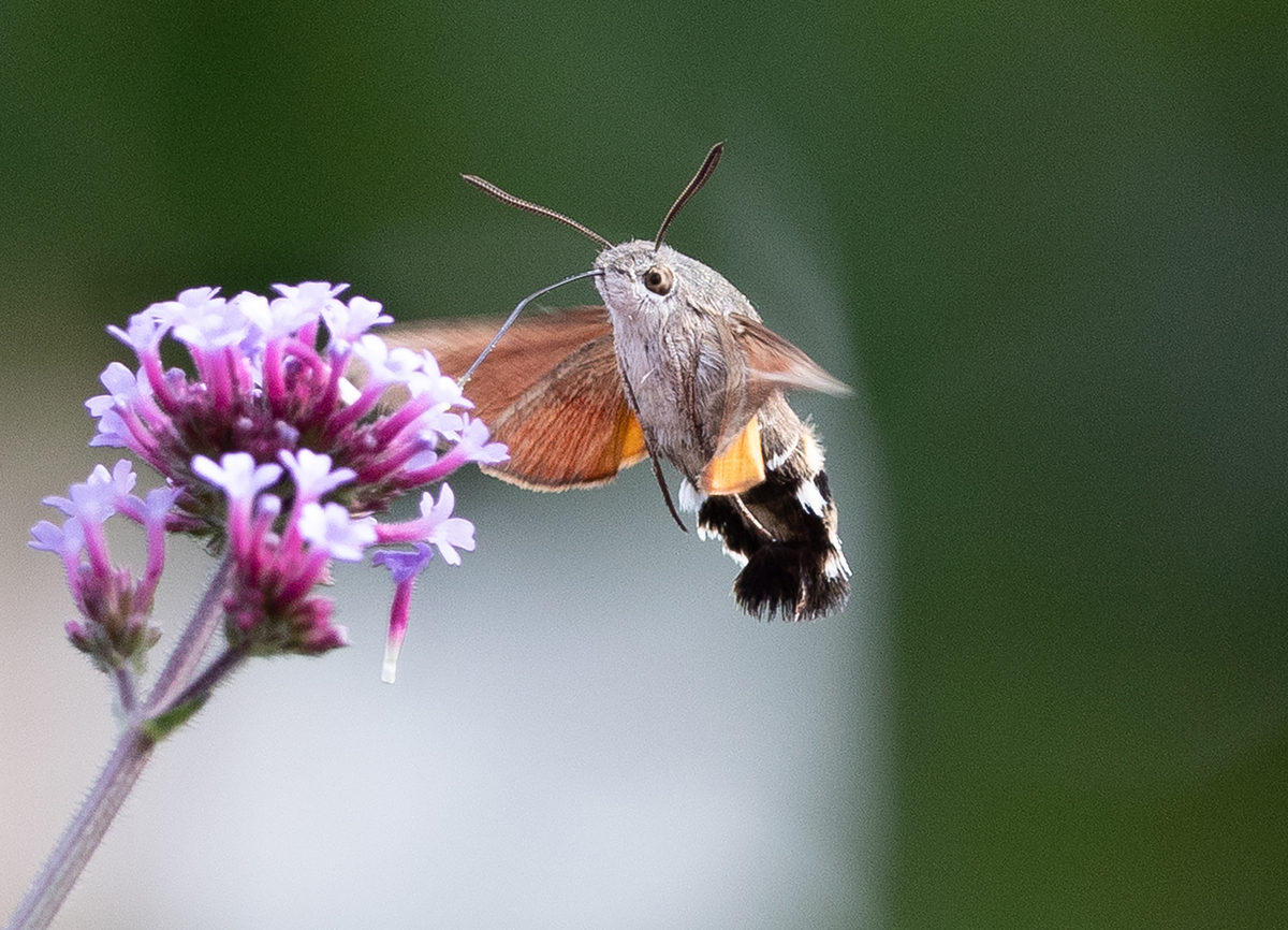 Hummingbird Hawk Moth - Ellen Bell - Commended